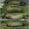 musch cribrellum larva7 volg1